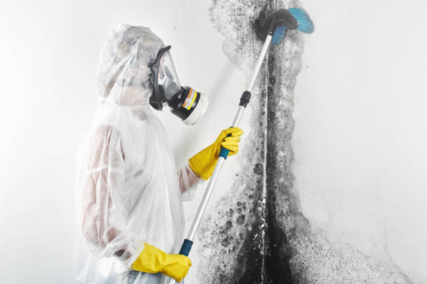 Trusted Lincoln University, PA Mold Removal Experts