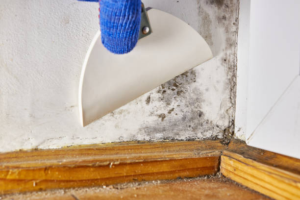 Mold Remediation for Rental Properties